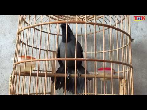 Sojkovec čiernohrdlý (Pterorhinus chinensis) — starostlivosť, voliéra a kŕmenie
