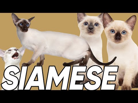 6 Facts You Didn't Know About the Siamese Cat!