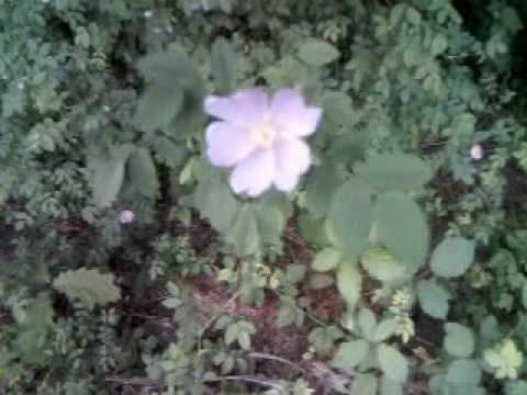 BOPHA KNONG SOUN. khmer song