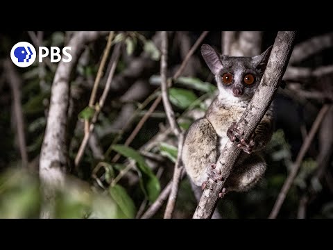 Tiny Bush Baby Hunted by Dangerous Genet