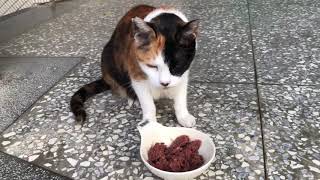 Re: [問題/浪貓]關於校貓 