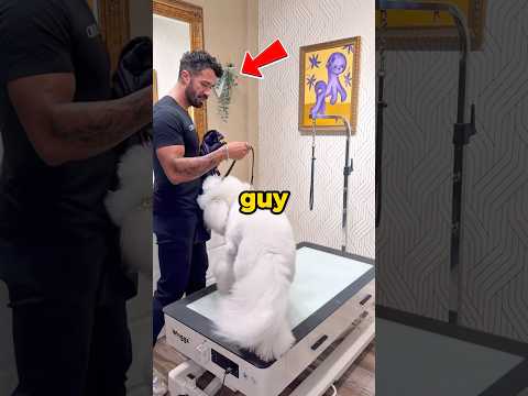 This Dog Groomer Turns Pets Into Art 😳