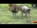 Male Lion Pulls The Smoothest Takedown Ever On Wildebeest Epic Hunt