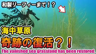 10年前に消えた海の草原がまさかの復活？！あの魚に似た激レア魚まで現れた！