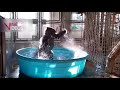 Whatsapp Funny Video Status Funny Monkey Videos Monkey Dance Viral Videos