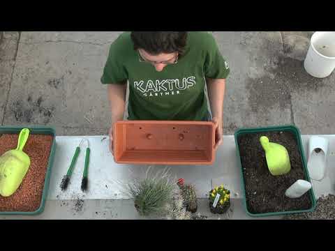 Frostharter Minigarten - einfach eine Kakteenschale pflanzen