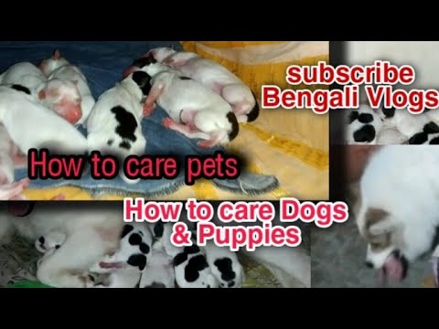 pets how to care || lovely dogs & puppies how to care||