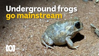 desert frogs after rain gameplay video by MonO, 2:28 duration