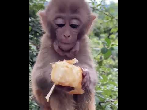 #Monkeyeating   #ASMRMongkey #FunnyMonkey / #DanceMonkey / #LoveLymonkey   Ept152  #Shorts