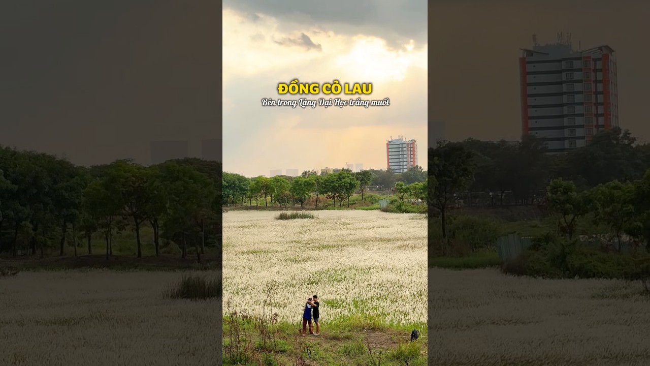 Checkin đồng cỏ lau trong Làng Đại Học