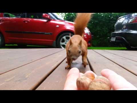 Egon Egern går efter største nød