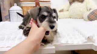 ミニチュアシュナウザーの動画02