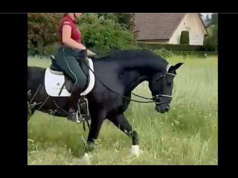 NUBO 2017 ,  Black PRE  - Andalusian stallion , July 2025 video