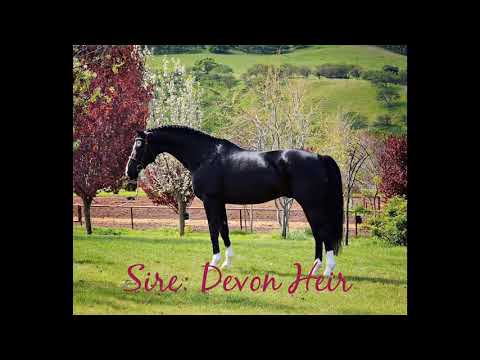 Octavia 2019 KWPN filly