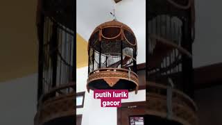 Download lagu SUARA BURUNG PERKUTUT PUTIH LURIK MATA MERAH MANGGUNG mp3