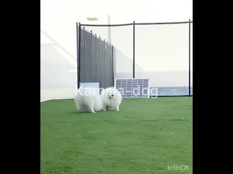Ejemplares Adultos Pomerania Blanco