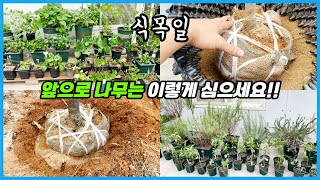 유실수 및 각종 나무 화분과 땅에 제대로 심어 키우세요!! feat. 수국부자
