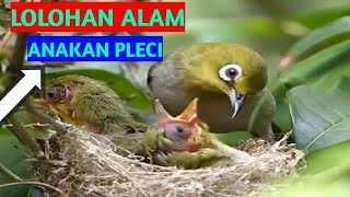 Download lagu JADI BEGINI !!!bagaimana indukan burung pleci meloloh anakan nya di alam liar mp3