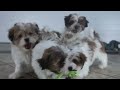 Teddy Bear dogs for sale: GIGI - Video 1