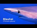 Blauhai (Prionace glauca)