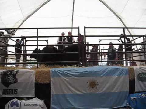 REMATE TRES MARIAS 2009