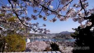 preview picture of video 'The cherry blossoms of the Senkoji temple. Onomichi city, Hiroshima, Japan.  尾道の桜2014千光寺'
