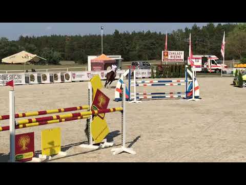 Almquist (Quasimodo vd Molendreef x Luron) 31.08.2019 ZR-B Olsza - 120cm I SPRZEDANY / SOLD