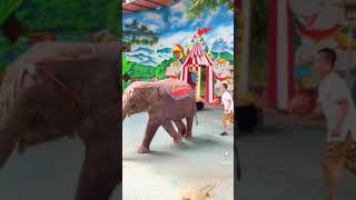 Download lagu Atraksi Gajah terlatih berdiri dua kaki,wah bagus kali gajahnya,story wa, story wa kata2 bijak,story mp3
