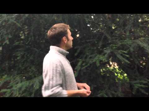 The Yew Tree, Taxus baccata. Deadly poisonous tree.