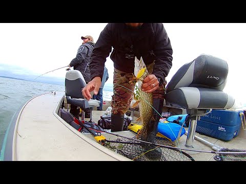Video Thumbnail for Lots of Pike at Dore Lake Sak. part 1  #shorts #fishing #angler