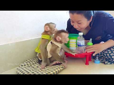 Little  Baboo Hug baebii  Rbi Waiting Mom Mix Milk Daily Mom Feed Milk