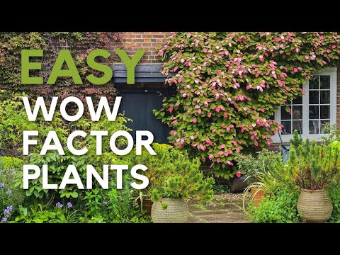 Early summer garden tour - no-fuss plants that look amazing
