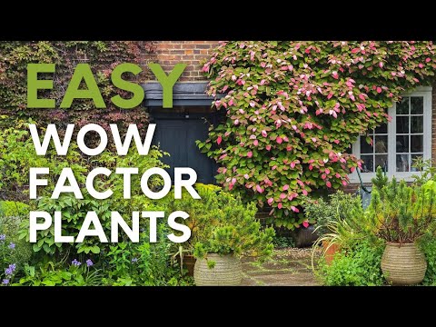 Early summer garden tips & tour - no-fuss, easy wow factor plants..