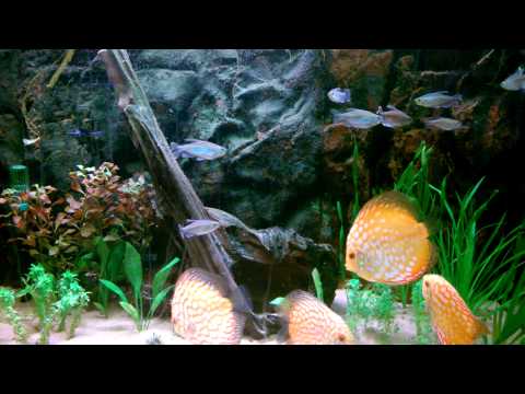Juvenile Discus update 3 months on + planted tank + Congo Tetras
