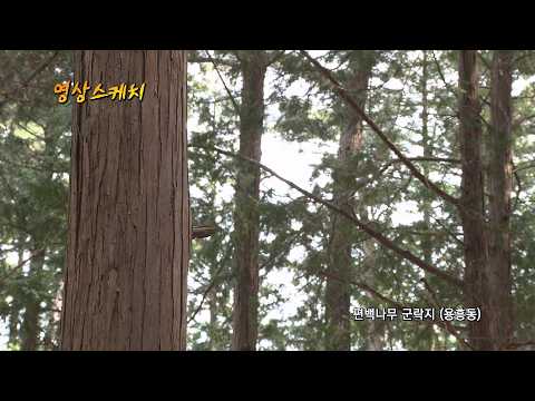 편백나무 군락지 (용흥동)