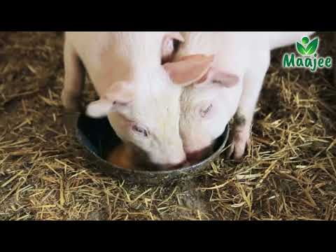 Pig Feed Supplement