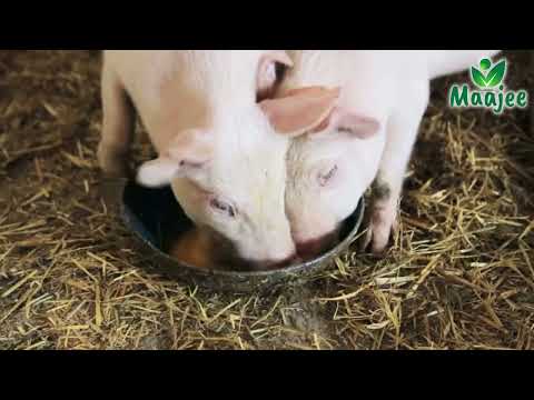 Pig feed supplement, animal nutritional benefit, packaging t...