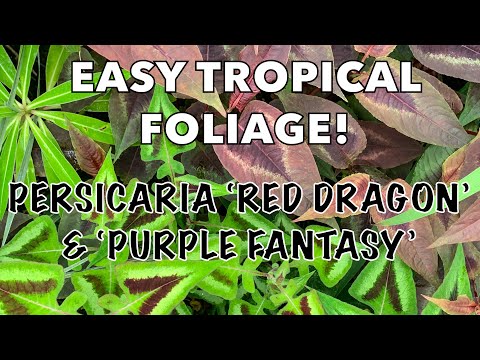 Easy & Exotic Ground Cover for Shade - Growing Persicaria Red Dragon & Purple Fantasy