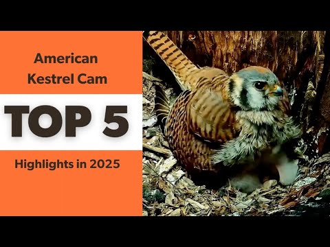American Kestrel Cam: Top 5 Highlights in 2025 | Cornell Lab | Raptor Resource Project