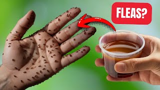 Just ONE Spray and Fleas are Gone Forever! Stronger Than Chemical Poisons.