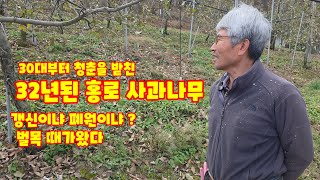 홍로 사과 나무 벌목 갱신이냐 폐원이냐? 때가왔다 가을농원 