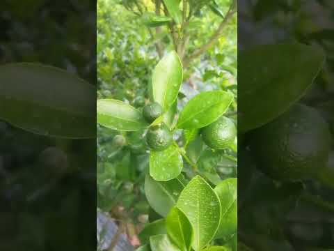 chăm sóc quất tháng 7 tết 2023