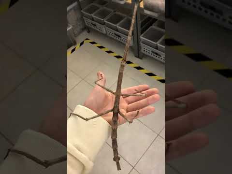 Beautiful Animal Transformation! #animals #animallife #shorts