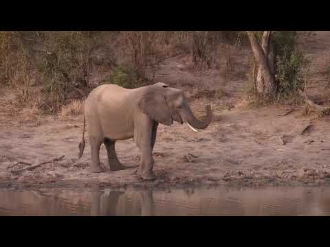Djuma: Elephants at dusk - 17:44 - 07/22/20