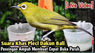 Download lagu SUARA KHAS PLECI DAKUN BALI UNTUK PANCINGAN PLECI BAHAN DAN OMBYOKAN mp3 Download lagu SUARA KHAS PLECI DAKUN BALI UNTUK PANCINGAN PLECI BAHAN DAN OMBYOKAN mp3