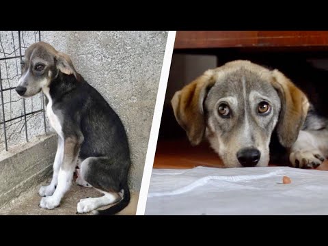 Scared rescue dog from shelter to home