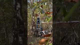 Just a guy on a ladder, on a golf cart, with a CHAINSAW!!! DO NOT TRY THIS AT HOME!!! #dangerous