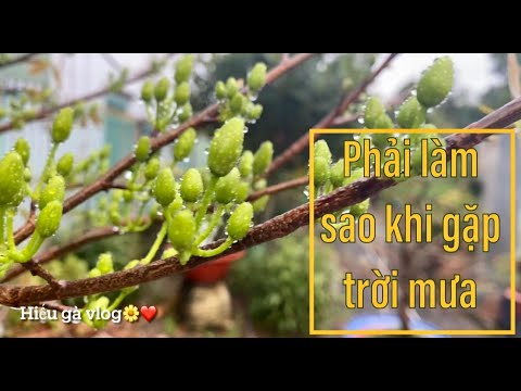 Cách Sử Lý Mai Vàng Đang Ôm Nụ Gặp Mưa.