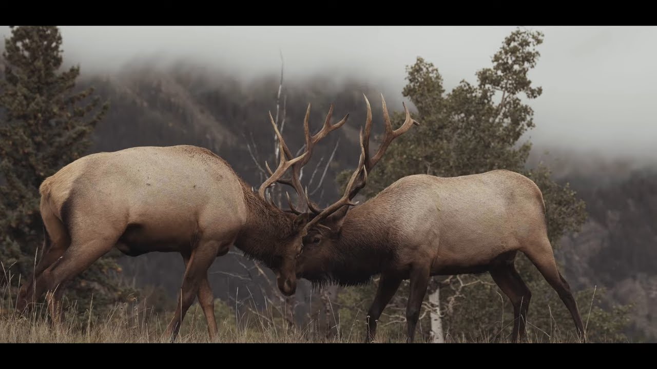 A visitor Hoisting Heavy Logs onto the Off Grid Cabin Epic Elk Fight in the Mountains