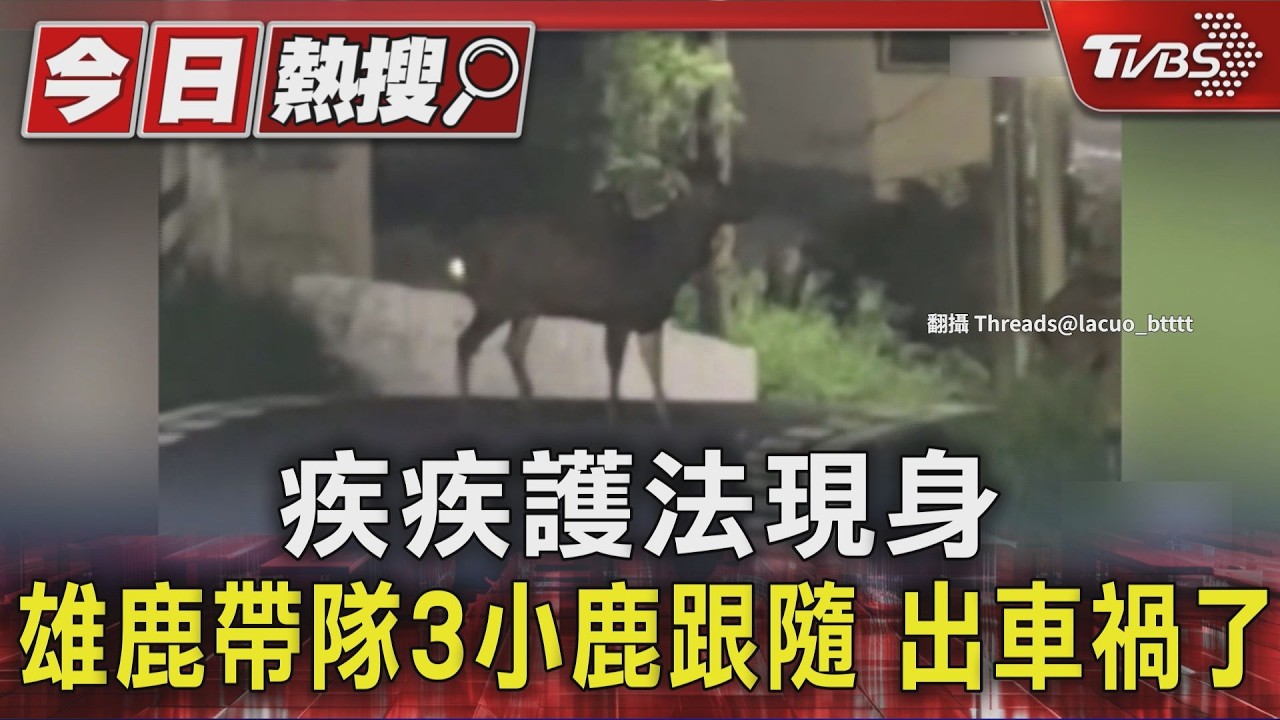 想拍鹿卻錄下車禍!彰化農路「3小鹿亂撞機車」騎士嚇傻穩龍頭